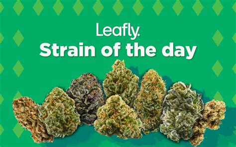 Pain calming energizing A. . Velo strain leafly